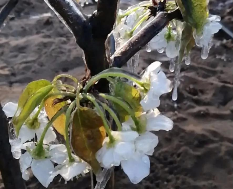 倒春寒后尽快施救，“唤醒”受冻作物生长
